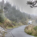 The Trail To The Clingmans Dome Observation Tower In Great Smoky Mountains National Park