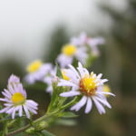 Wildflowers in the Great Smoky Mountains National Park Near Gatlinburg, TN