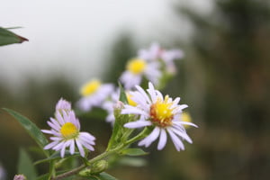 Wildflowers in the Great Smoky Mountains National Park Near Gatlinburg, TN